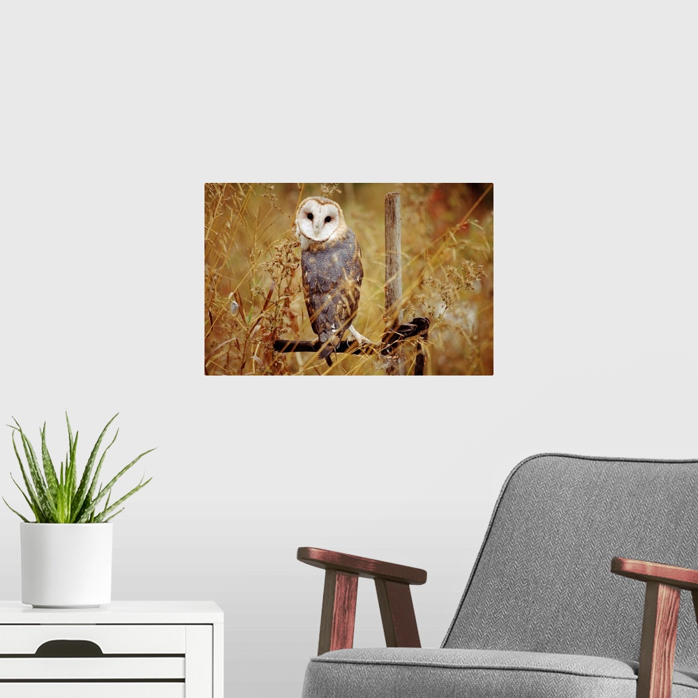 A modern room featuring Barn Owl (Tyto alba) perching among dry grasses, British Columbia, Canada