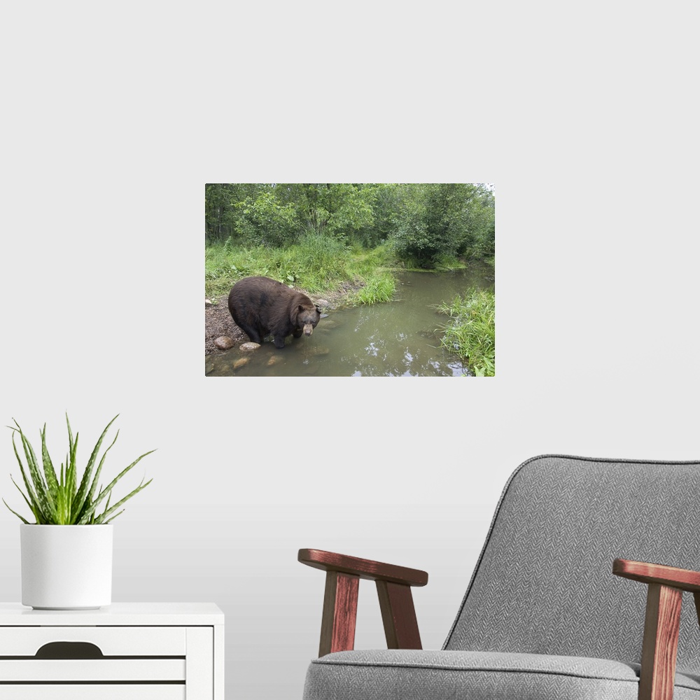 A modern room featuring Black Bear (Ursus americanus) large adult male drinking from stream, Orr, Minnesota