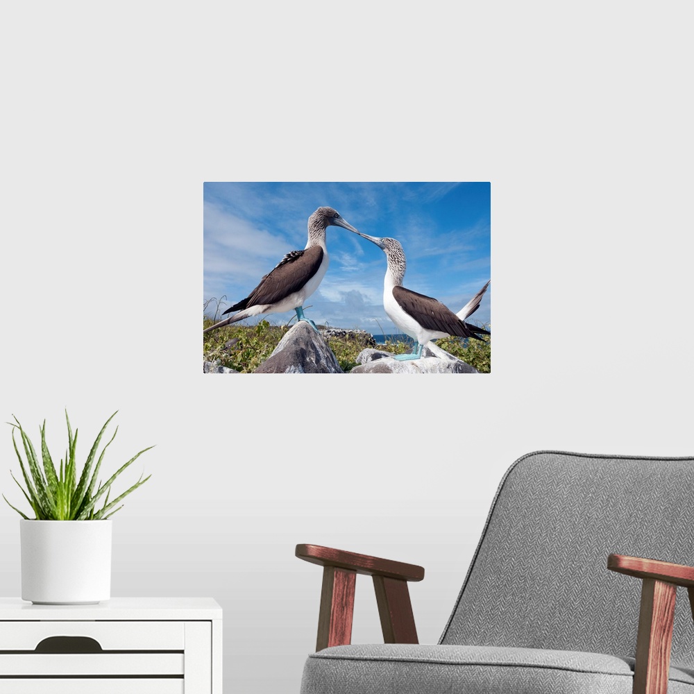 A modern room featuring Blue-footed Booby pair in courtship dance, Galapagos Islands, Ecuador.