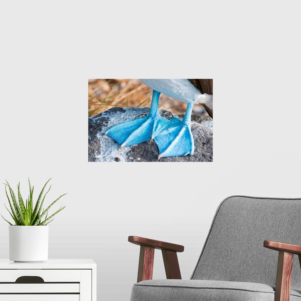 A modern room featuring blue-footed booby Sula nebouxii, bird, feet, galapagos islands,