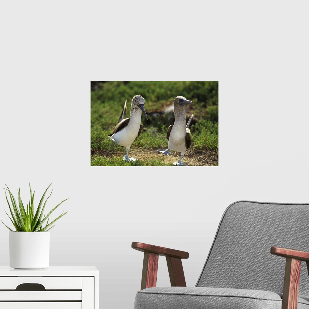 A modern room featuring Blue-footed Booby (Sula nebouxii) pair performing courtship dance, Seymour Island, Galapagos Isla...