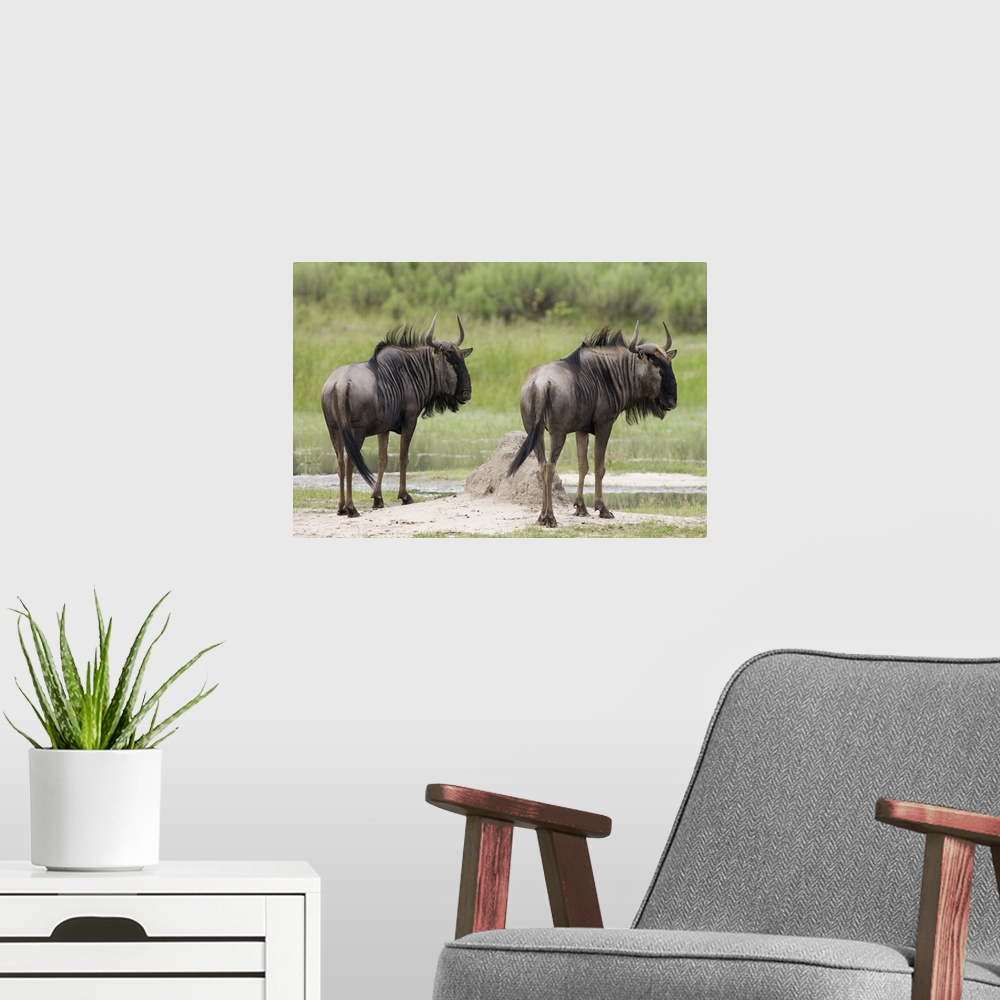 A modern room featuring Blue Wildebeest (Connochaetes taurinus) pair, Okavango Delta, Botswana