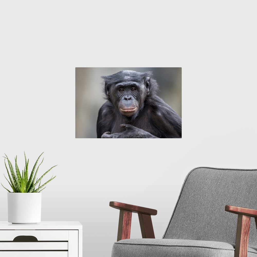 A modern room featuring Bonobo, native to Africa