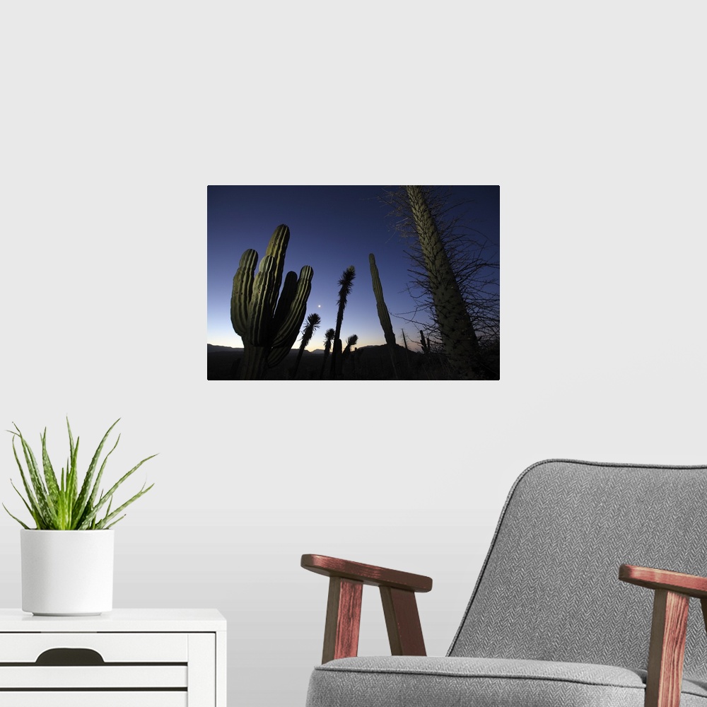 A modern room featuring Boojum / Fouquiera columnaris and Elephant cactus / Pachycereus pringlei and Datilla / Yucca vali...