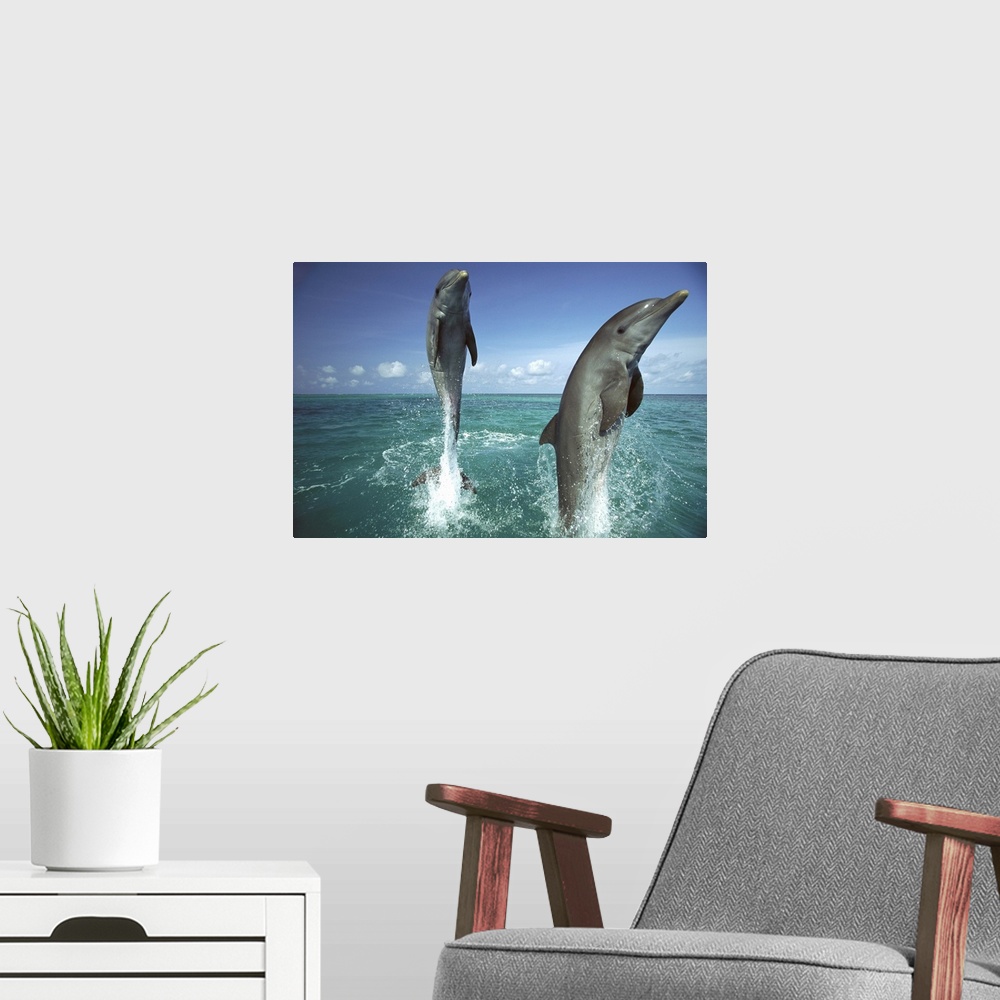 A modern room featuring Bottlenose Dolphin (Tursiops truncatus) pair leaping from water, Caribbean