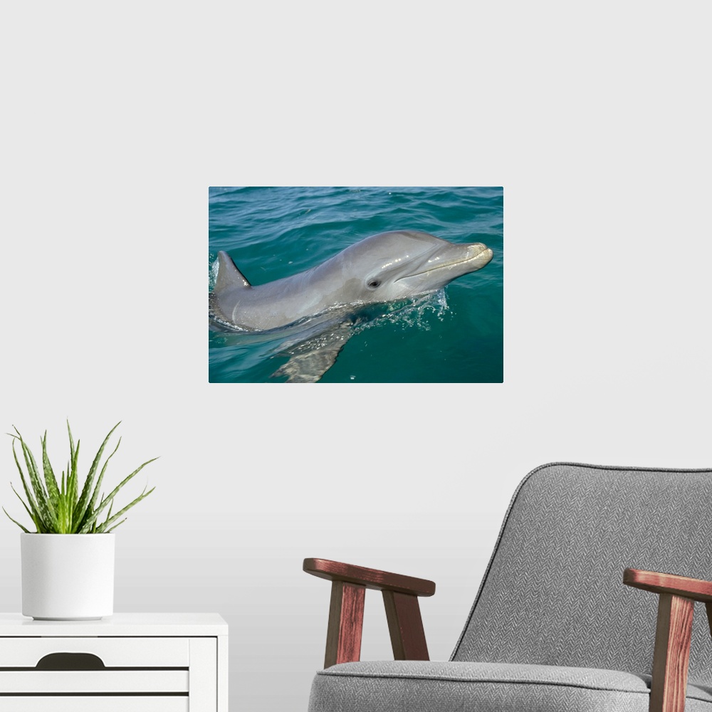 A modern room featuring Bottlenose Dolphin (Tursiops truncatus) portrait, Honduras