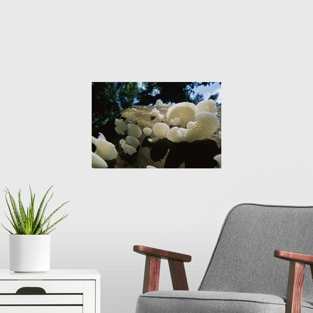 A modern room featuring Bracket Fungus (Favolus brasiliensis) mushrooms, Barro Colorado Island, Panama