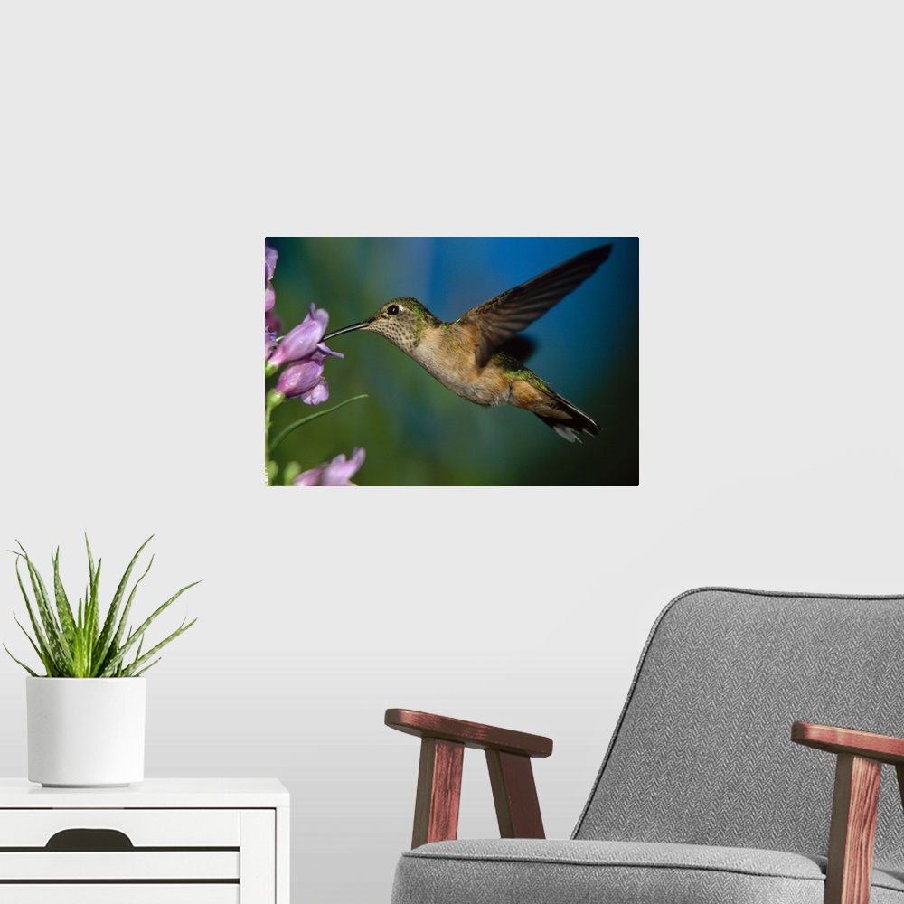 A modern room featuring Broad-tailed Hummingbird feeding on the nectar of a Desert Penstemon flower