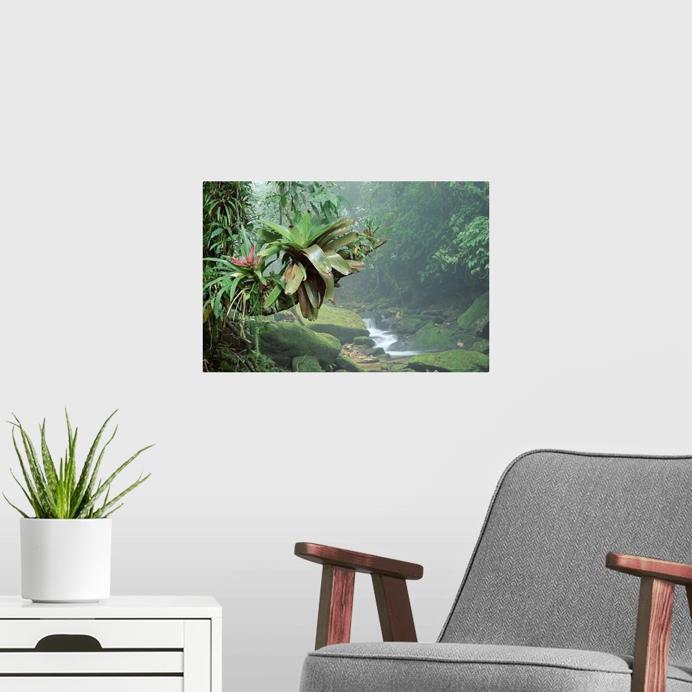 A modern room featuring Big, landscape photograph of bromeliads growing along a large branch, surrounded by various folia...