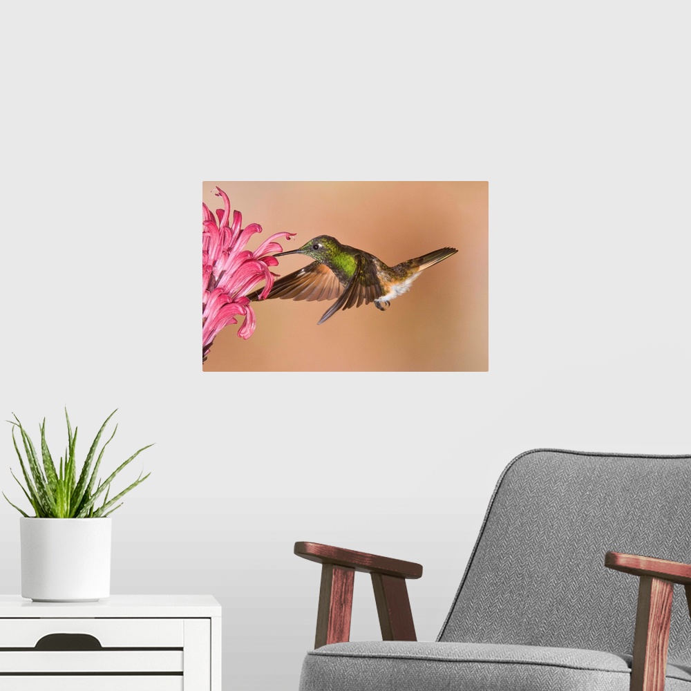A modern room featuring Buff-tailed Coronet hummingbird feeding on flower nectar, Ecuador