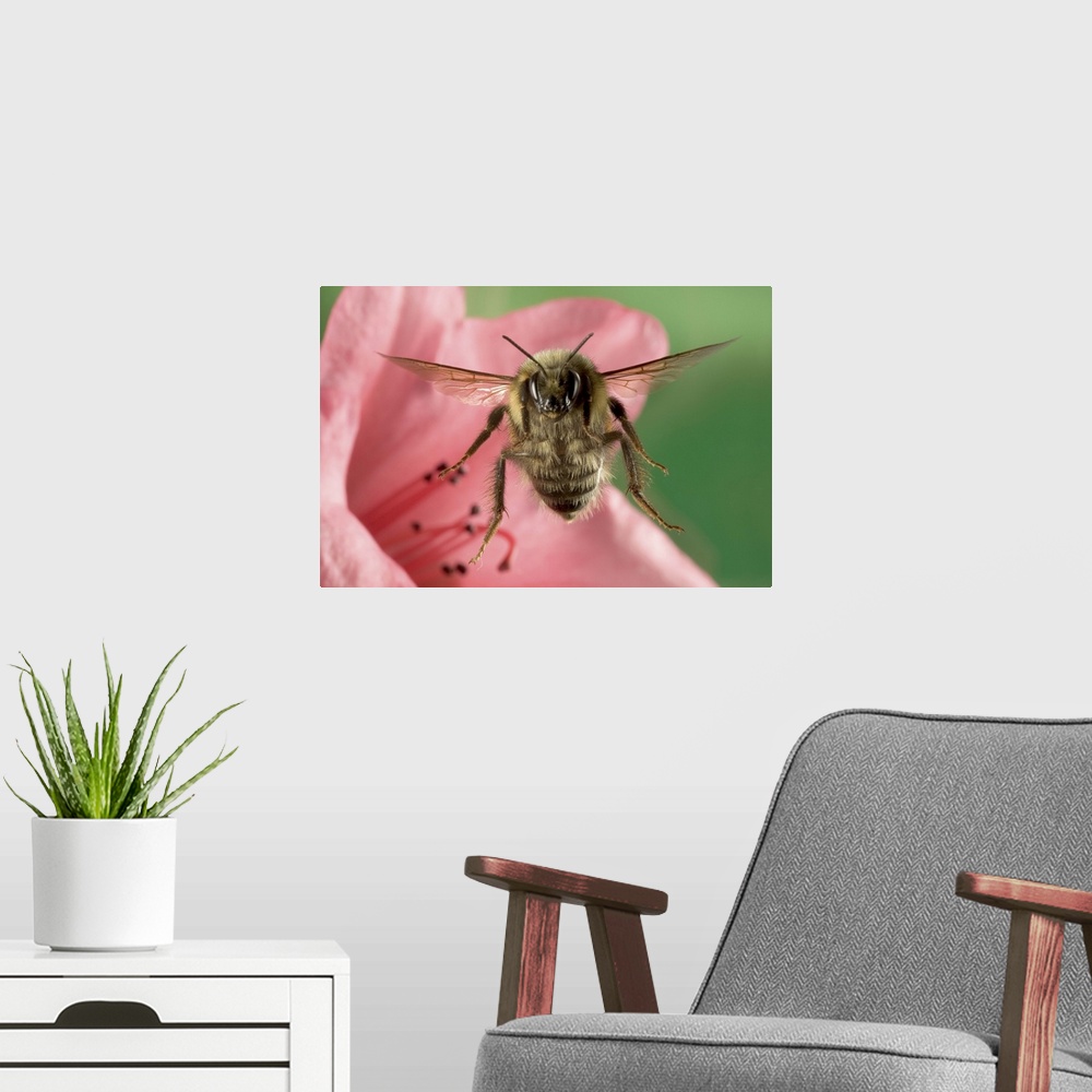 A modern room featuring Bumblebee (Bombus huntii) flying toward the camera after collecting nectar from a Rhododendron fl...