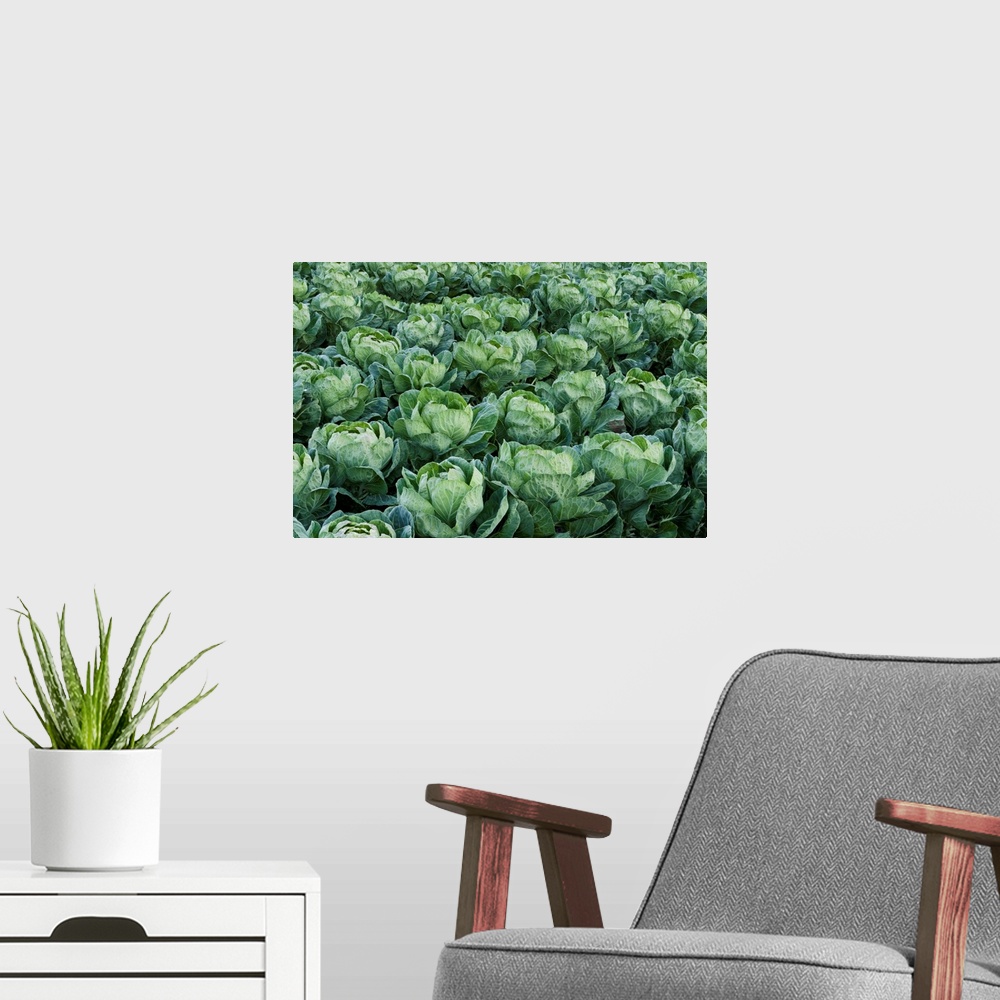 A modern room featuring Cabbage field, Santa Cruz, Monterey Bay, California