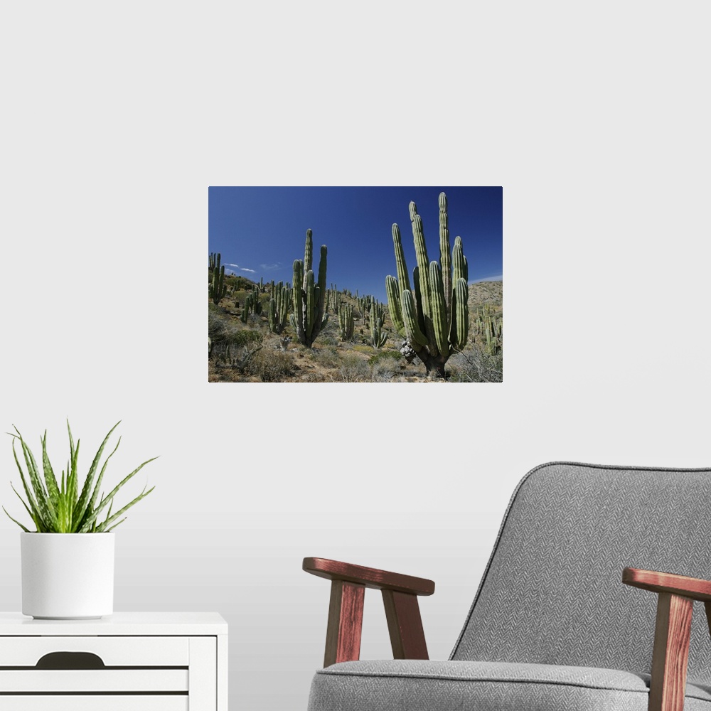A modern room featuring Cardon (Pachycereus pringlei) cacti in desert landscape, Santa Catalina Island, Mexico