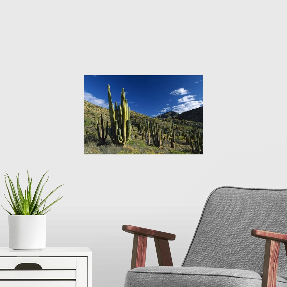 A modern room featuring Cardon (Pachycereus pringlei) cactii in desert landscape, Baja California, Mexico