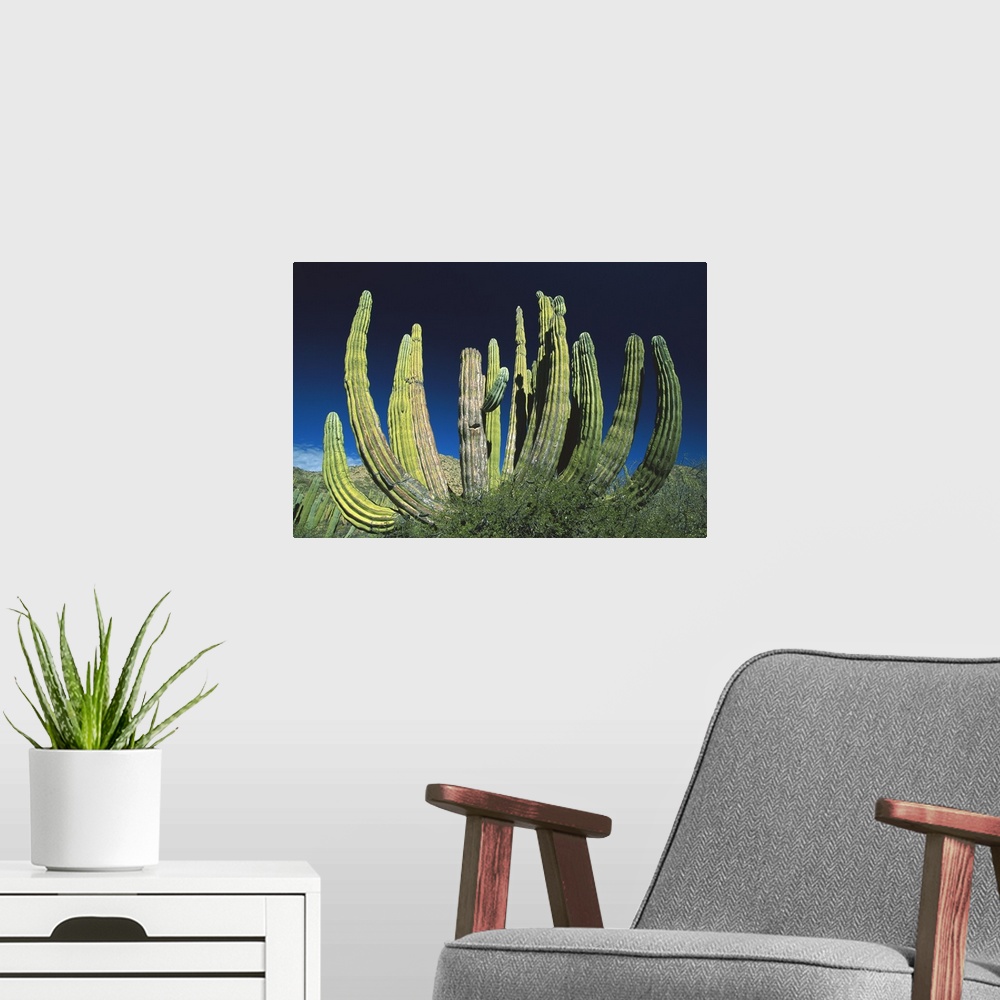 A modern room featuring Cardon (Pachycereus pringlei) cactus, Baja California, Mexico