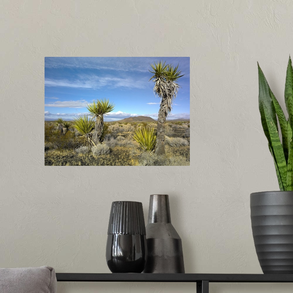 A modern room featuring Cinder Cones and Joshua Trees, Mojave National Preserve, California