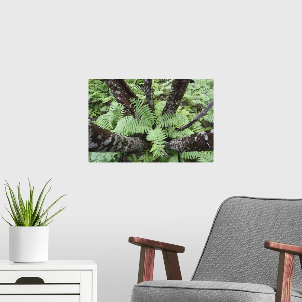 A modern room featuring cinnamon ferns Osmunda cinnamomea