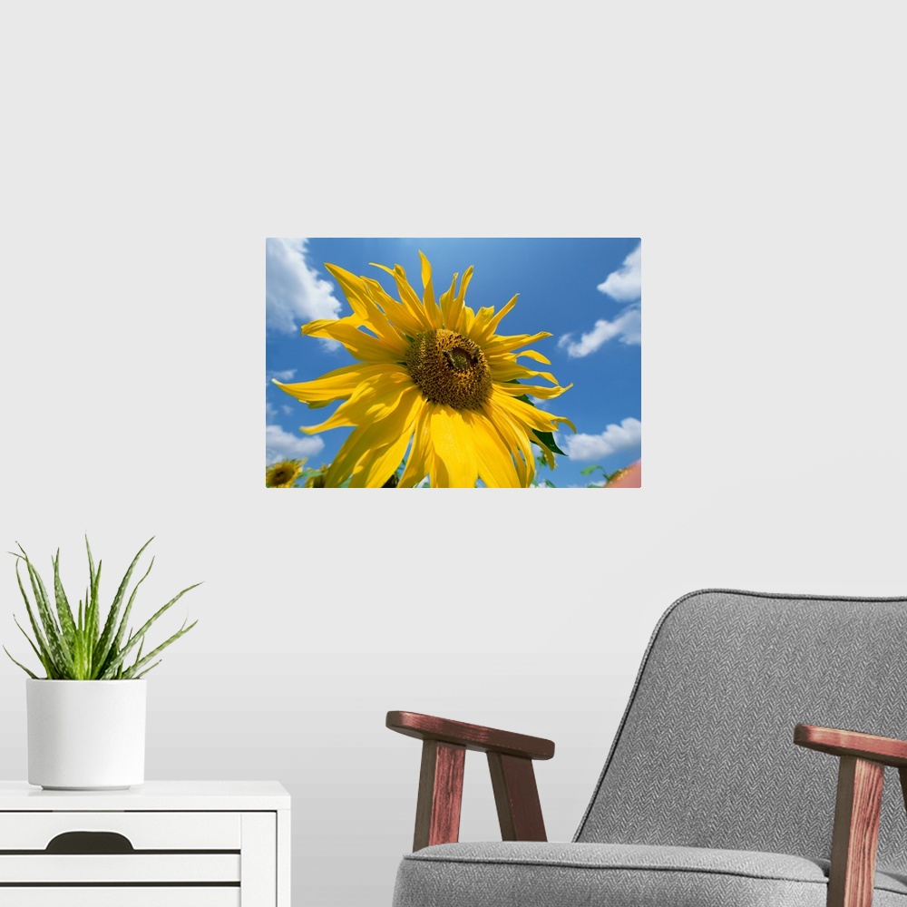 A modern room featuring Common Sunflower (Helianthus annuus) with blue sky and clouds