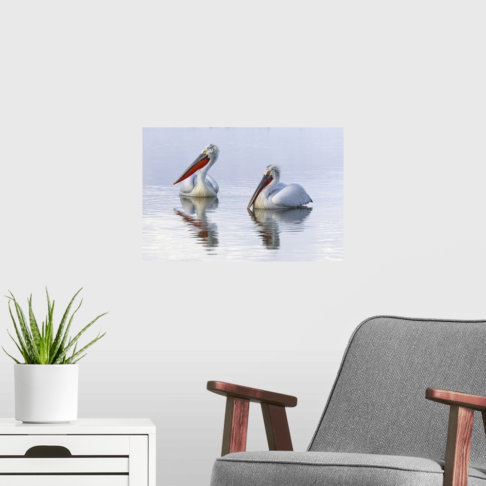 A modern room featuring Dalmatian Pelican pair swimming on lake, Lake Kerkini, Greece.
