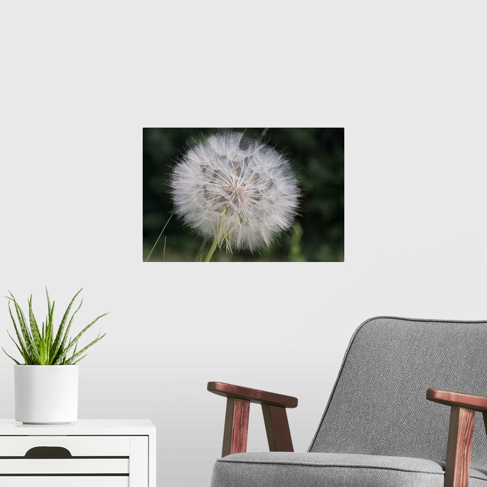 A modern room featuring Dandelion seed head, Spruce Woods Provincial Park, Manitoba, Canada
