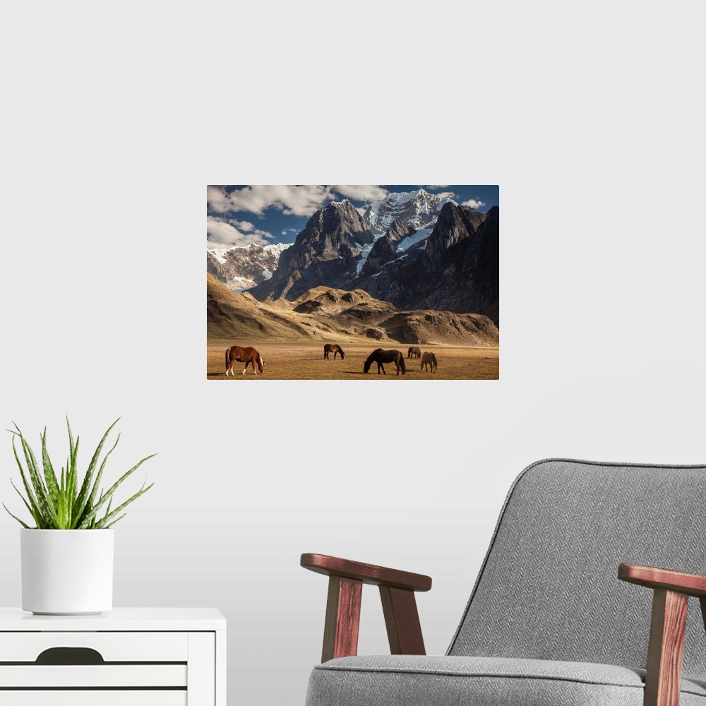 A modern room featuring Carhuacocha lake, horses grazing under Siula Grande 6265 metres, Andes mountains, Cordillera Huay...