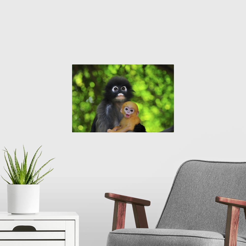 A modern room featuring Dusky Leaf Monkey / Spectacled Langur / Spectacled Leaf Monkey - Trachypithecus obscurus - mother...