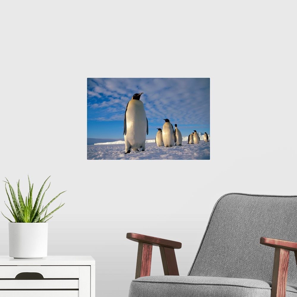 A modern room featuring Emperor Penguin (Aptenodytes forsteri) group, Kloa Point, Edward VIII Gulf, Antarctica
