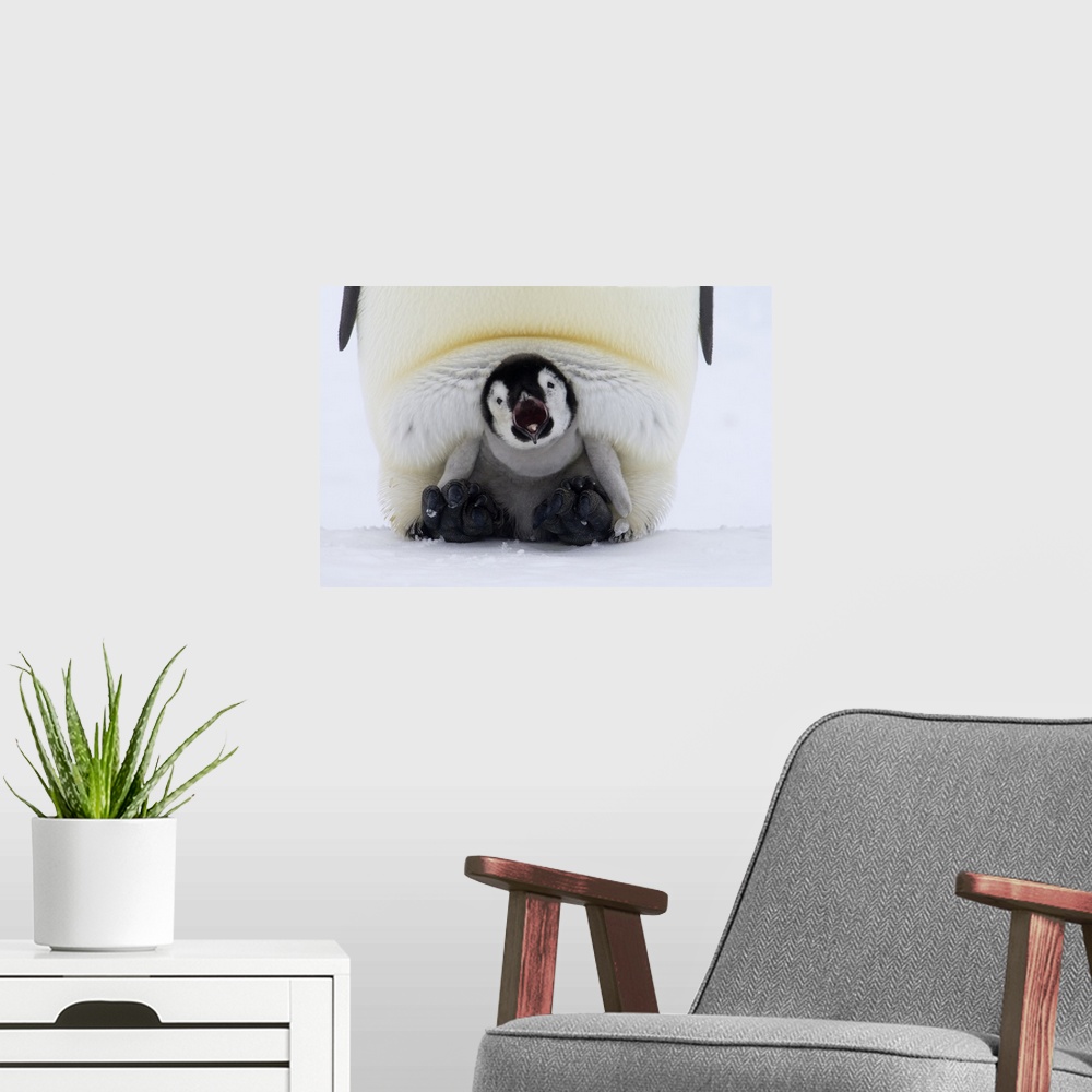 A modern room featuring Emperor Penguin (Aptenodytes forsteri) chick on the feet of an adult calling, Antarctica