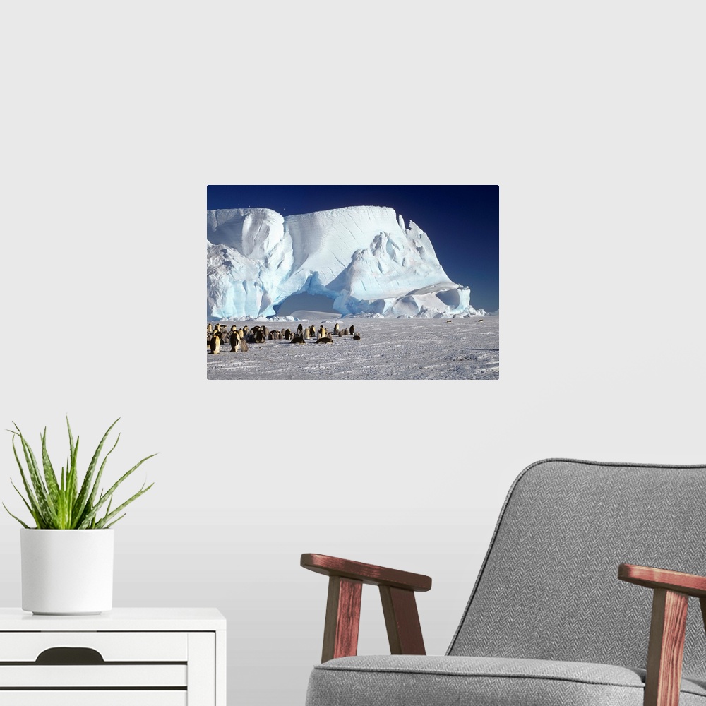 A modern room featuring Emperor Penguin colony and iceberg, Weddell Sea, Antarctica