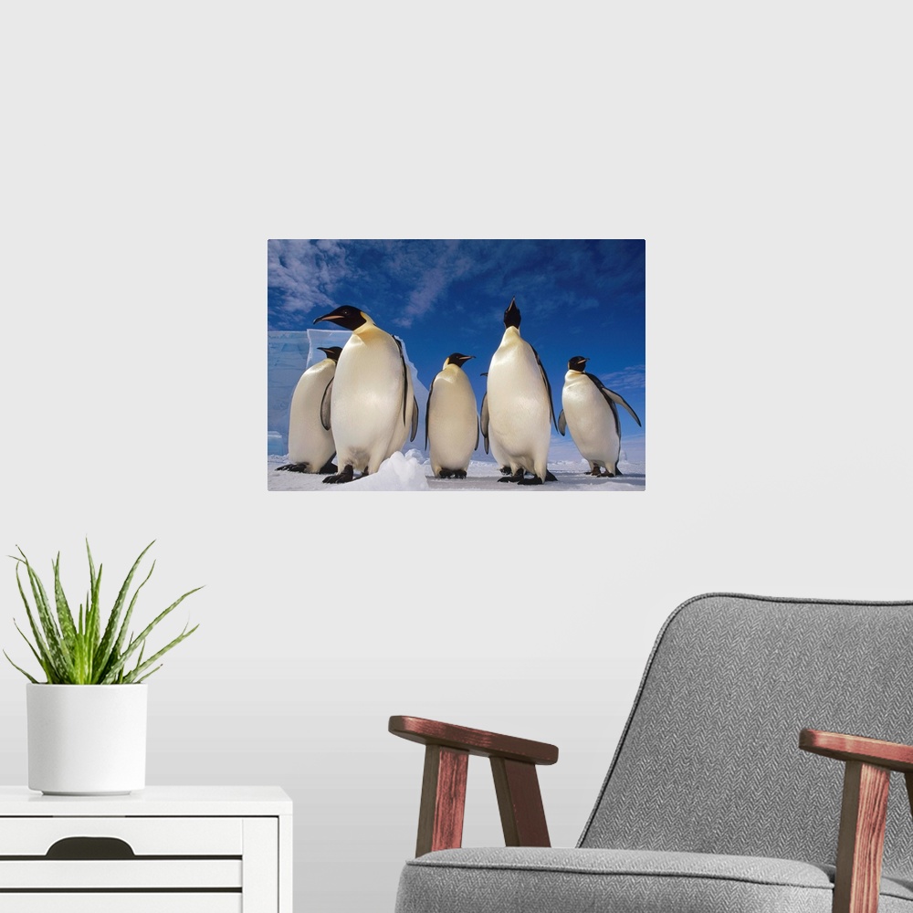 A modern room featuring Emperor Penguin (Aptenodytes forsteri) group, near Ekstrom Ice Shelf, Weddell Sea, Antarctica