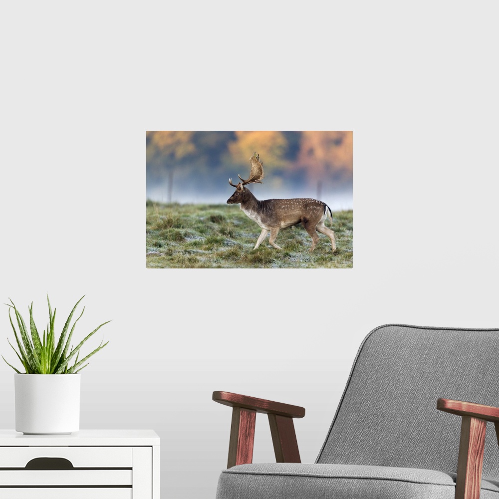 A modern room featuring Fallow Deer (Dama dama) Buck during the rut in autumn, Denmark