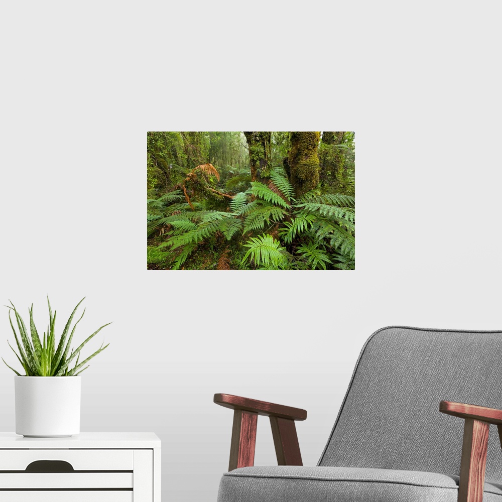 A modern room featuring Ferns in Rainforest Westland National Park