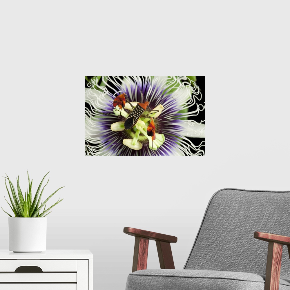 A modern room featuring Flagfooted Bug (Anisocelis flavolineata) on flower, Barro Colorado Island, Panama
