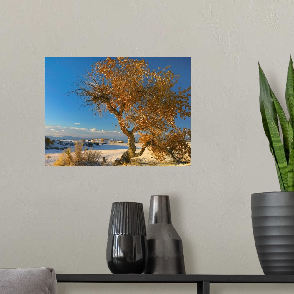 A modern room featuring Fremont Cottonwood tree, White Sands National Monument, Chihuahuan Desert New Mexico