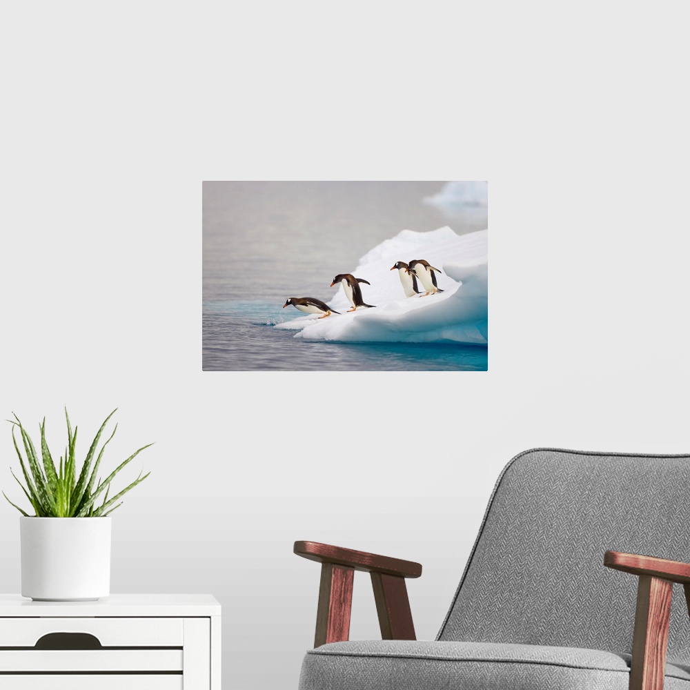 A modern room featuring Gentoo Penguin Diving From Iceberg