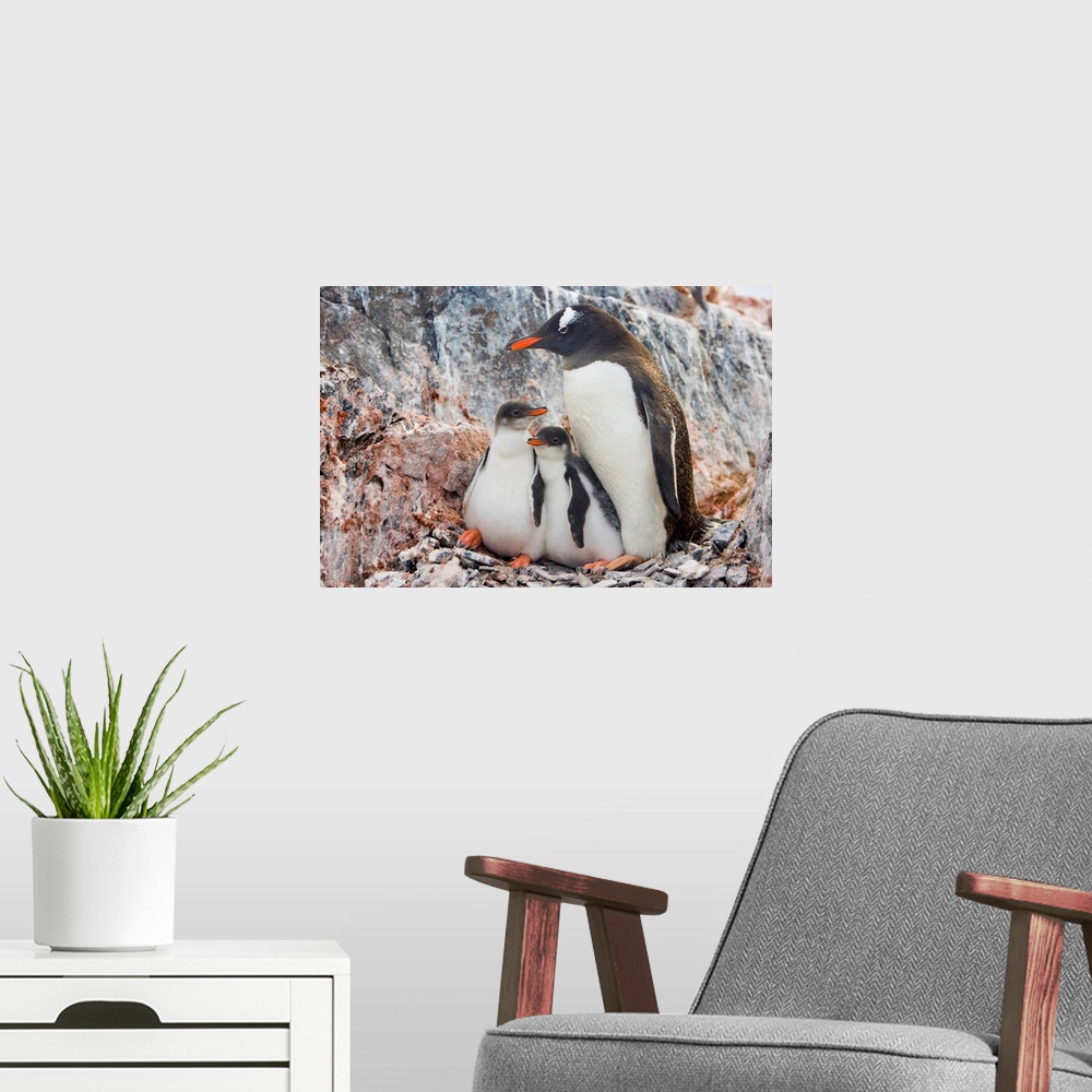 A modern room featuring Gentoo Penguin Family Booth Island Antarctica
