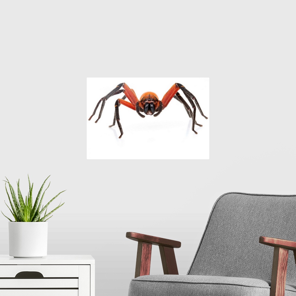 A modern room featuring Huntsman spider (Sparassidae) from Suriname.