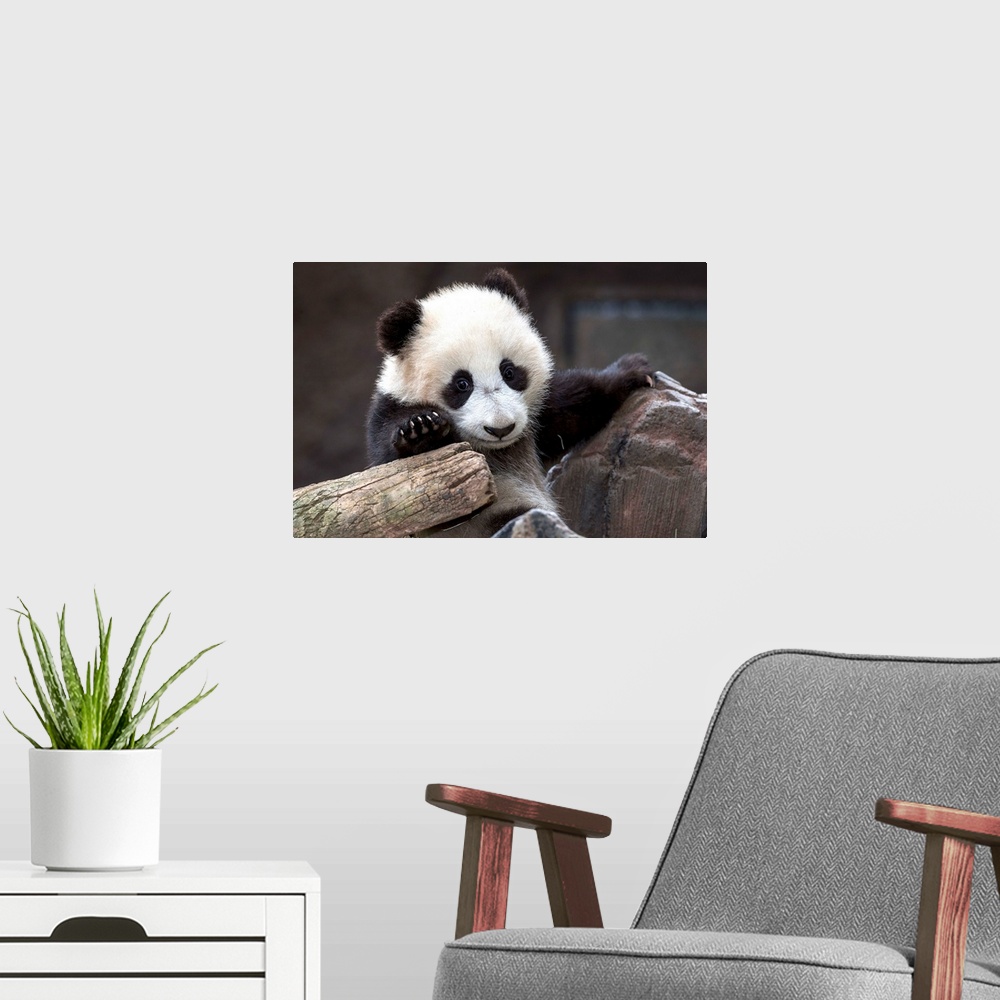 A modern room featuring Giant Panda cub, native to China