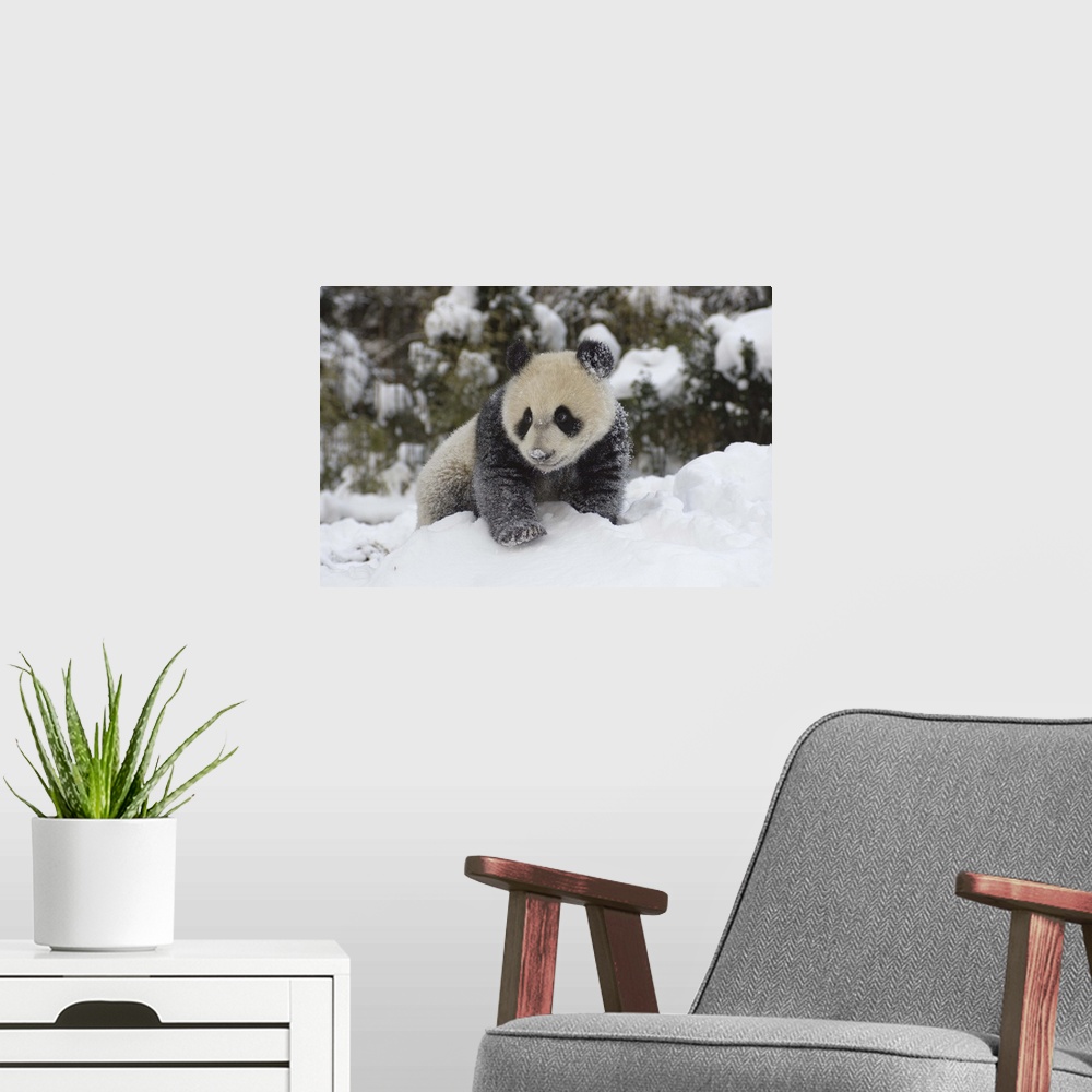 A modern room featuring Giant Panda cub playing in the snow, Wolong Nature Reserve, China