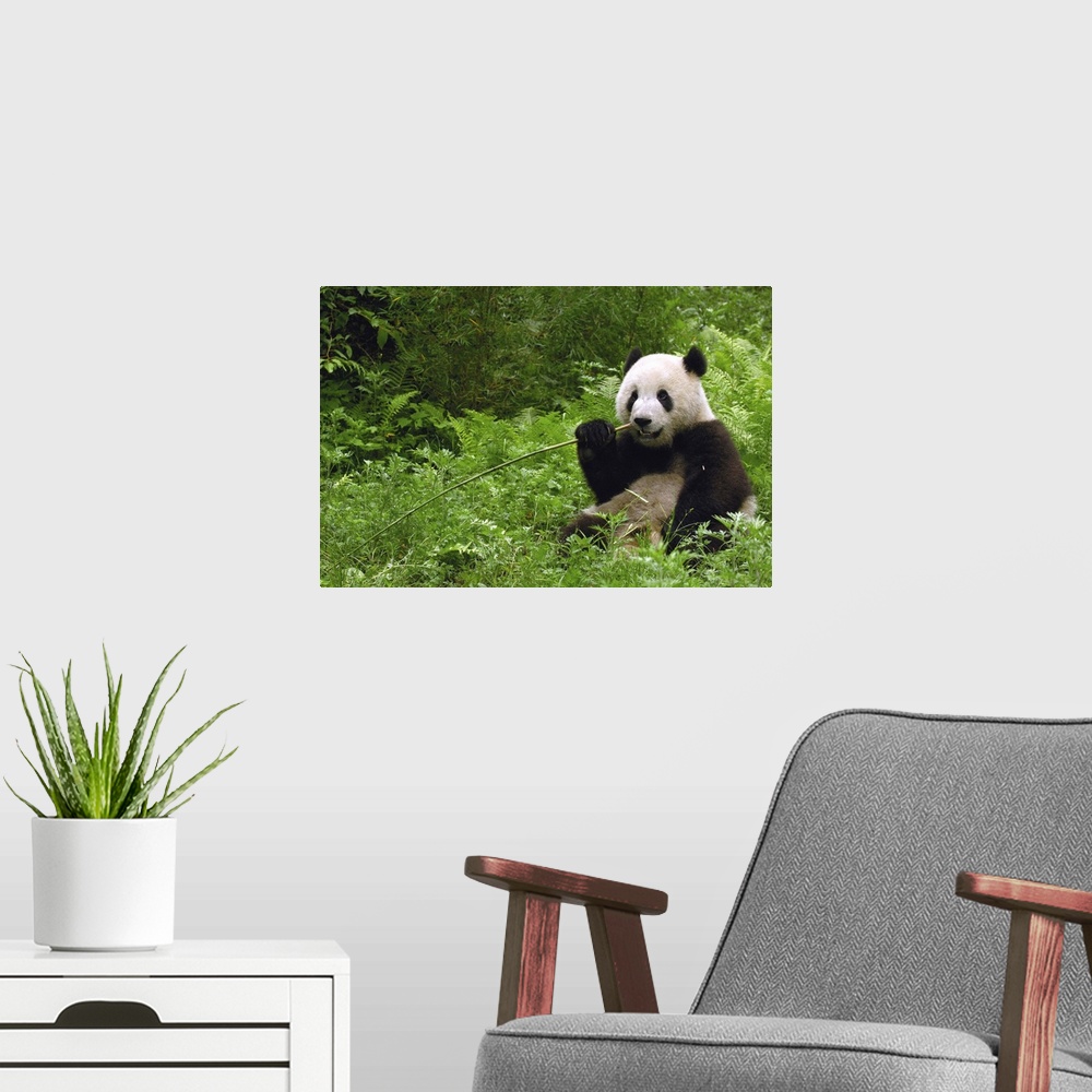 A modern room featuring Giant panda (Ailuropoda melanoleuca) in its environment Family: Ailuropodidae.Wolong China Conser...