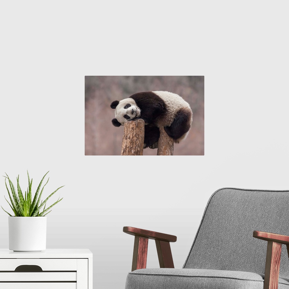 A modern room featuring Giant Panda (Ailuropoda melanoleuca) eighteen month cub on tree stump, Wolong National Nature Res...