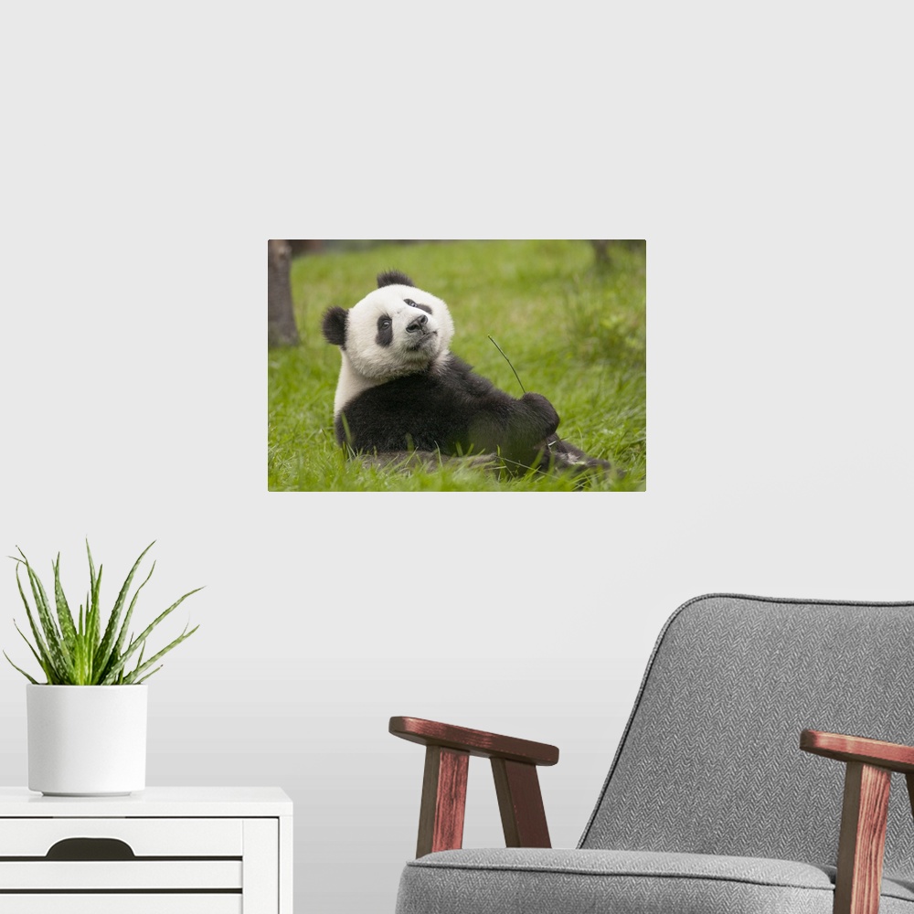 A modern room featuring Giant Panda (Ailuropoda melanoleuca) eleven month old cub, Wolong National Nature Reserve, Sichua...