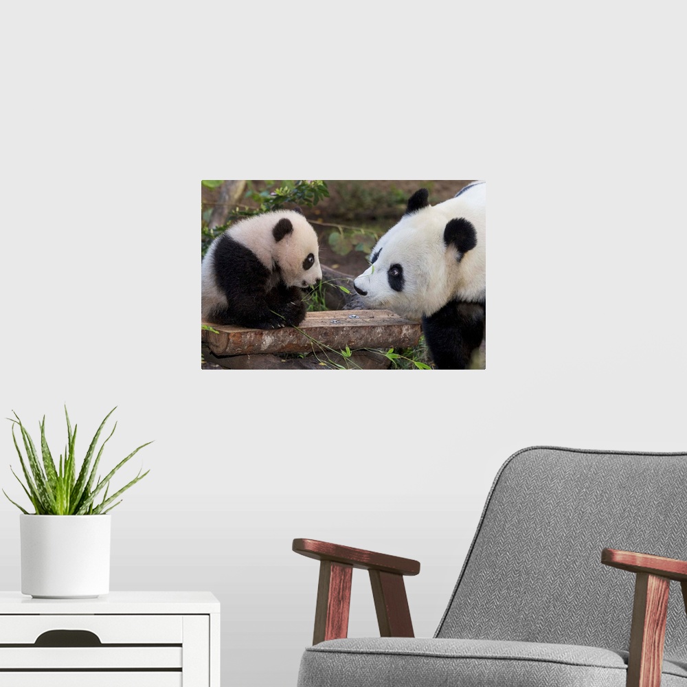 A modern room featuring Giant Panda mother with cub, native to China