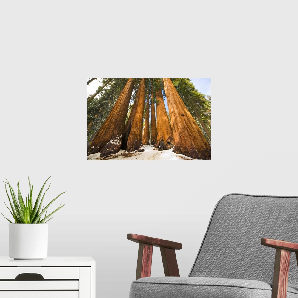 A modern room featuring Giant Sequoias and Snow Sequoia National Park