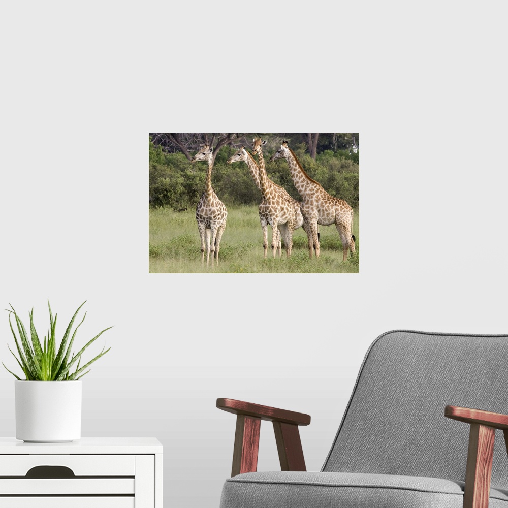 A modern room featuring Giraffe (Giraffa camelopardalis) group, Linyanti River, Botswana
