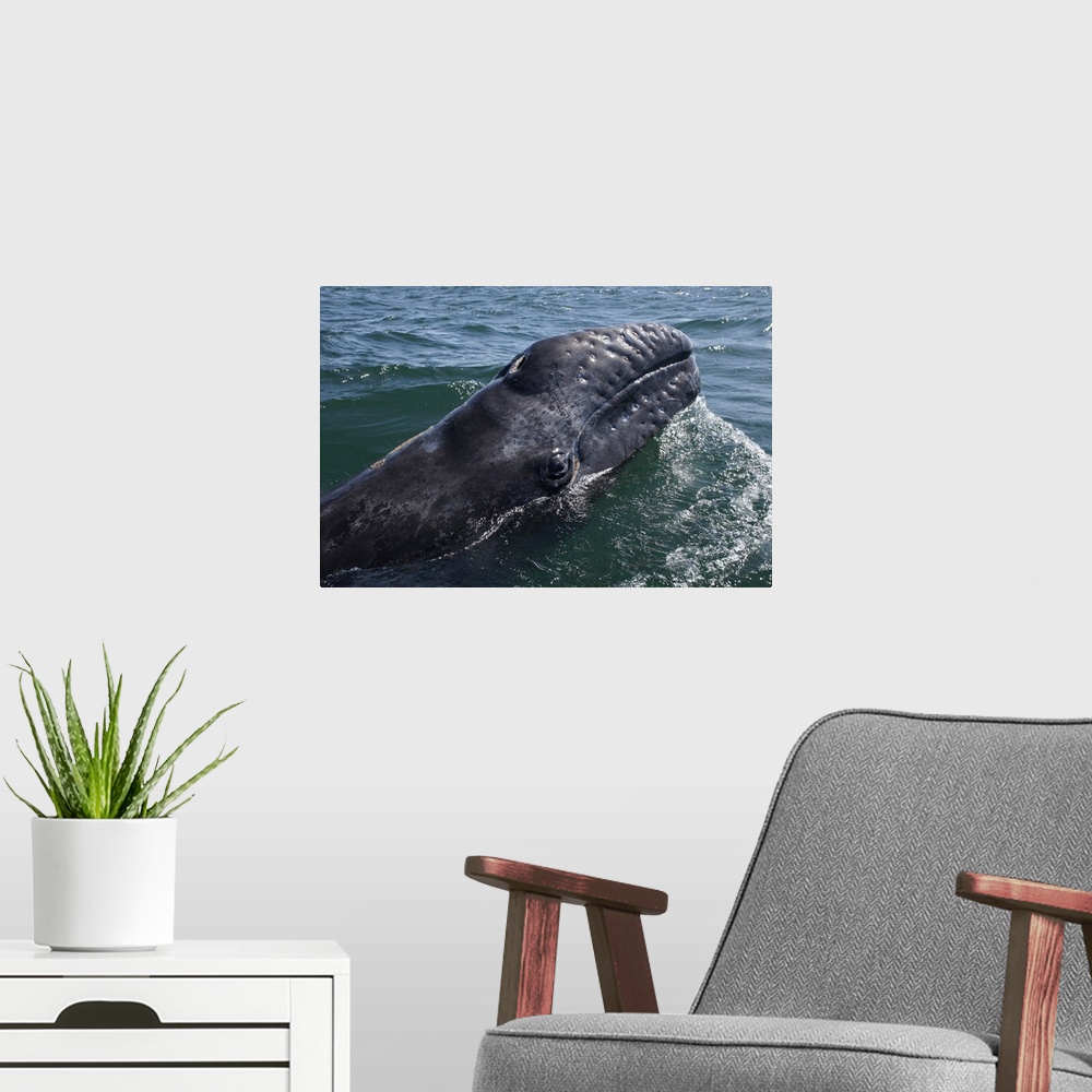 A modern room featuring Gray Whale calf at water surface, San Ignacio Lagoon, Baja California, Mexico