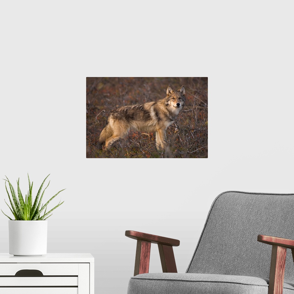 A modern room featuring Gray Wolf on Tundra Denali National Park