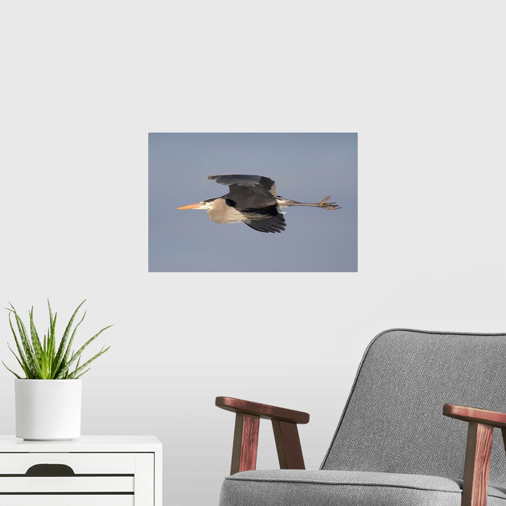 A modern room featuring great blue heron (Ardea herodias) Flight, Kensington Metro Park MI