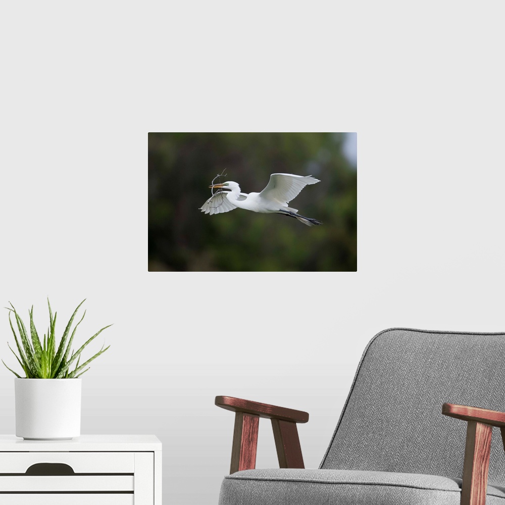 A modern room featuring Great Egret carrying nesting material, Florida
