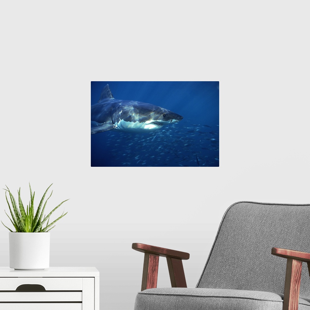 A modern room featuring Great White Shark (Carcharodon carcharias), Neptune Islands, Australia